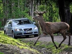 Volvo научит автомобили останавливаться перед оленями